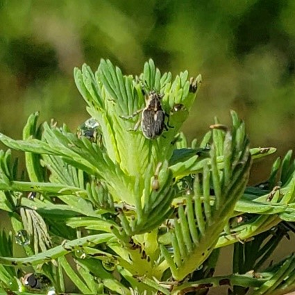 Phytobius vestitus on the bud of parrot featherjpg